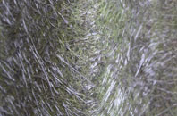 Daddry Shield fibreglass roof work